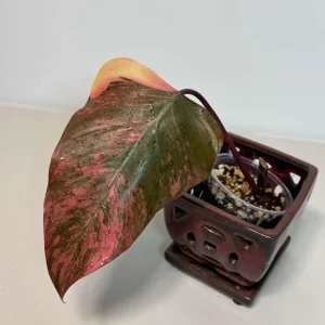 Philodendron Strawberry Shake Live Plant - Rare Variegated Indoor Collector Plant - Image 4