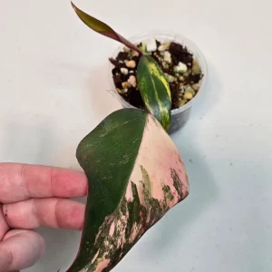 Philodendron Strawberry Shake Variegated Live Plant - Rare Pink Houseplant - Image 3