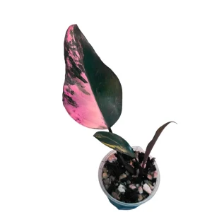 Philodendron Strawberry Shake Variegated Live Plant - Rare Pink Houseplant - Image 1