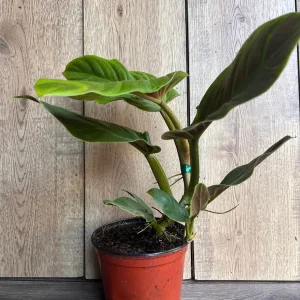 Philodendron Subhastatum Live Plant – 6 inch Pot – Rare Tropical Houseplant - Image 3