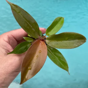 Philodendron Sun Red Live Plant - Starter Size - Vibrant Red Foliage Indoor - Image 2