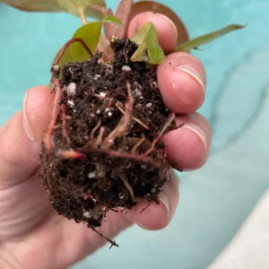 Philodendron Sun Red Live Plant - Starter Size - Vibrant Red Foliage Indoor - Image 3