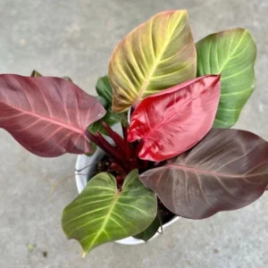 Philodendron Sun Red Live Plant - Starter Size - Vibrant Red Foliage Indoor - Image 1