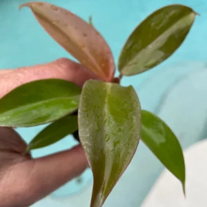 Philodendron Sun Red Live Plant - Starter Size - Vibrant Red Foliage Indoor - Image 4