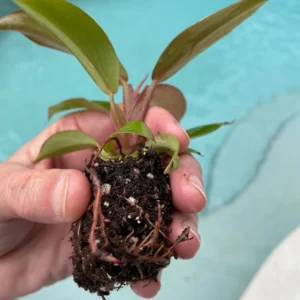 Philodendron Sun Red Live Plant - Starter Size - Vibrant Red Foliage Indoor - Image 5