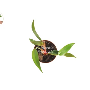 Philodendron Super Dwarf Red Live Plant – 2 inch Pot – Indoor Tropical - Image 2