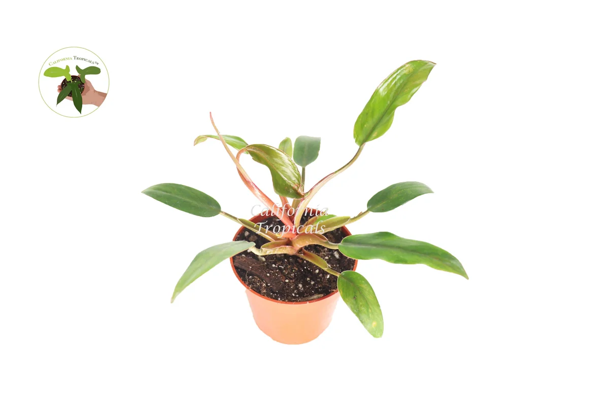 Philodendron Super Dwarf Red Live Plant – 4 inch Pot – Indoor Tropical Foliage - Image 1