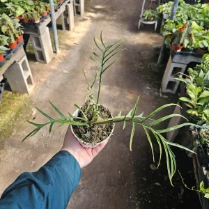 Philodendron Tortum Live Plant – Rare Indoor Aroid – Unique Foliage – 4 inch Pot - Image 1