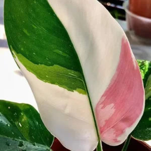 Philodendron White Princess Live Plant – Variegated Houseplant Starter - Image 1