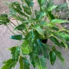 Philodendron Xanadu Live Plant – Tropical Houseplant – 1 Foot Tall in 6" Pot - Image 1