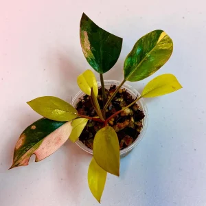 Philodendron Yellow Congo Variegated Live Plant - Rare Indoor Aroid - Image 2