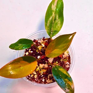 Philodendron Yellow Congo Variegated Live Plant - Rare Indoor Aroid - Image 2