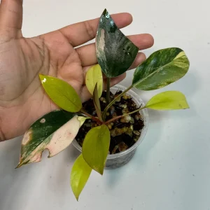 Philodendron Yellow Congo Variegated Live Plant - Rare Indoor Aroid - Image 3