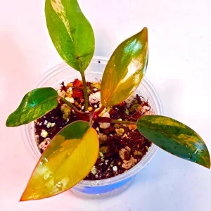 Philodendron Yellow Congo Variegated Live Plant - Rare Indoor Aroid - Image 3