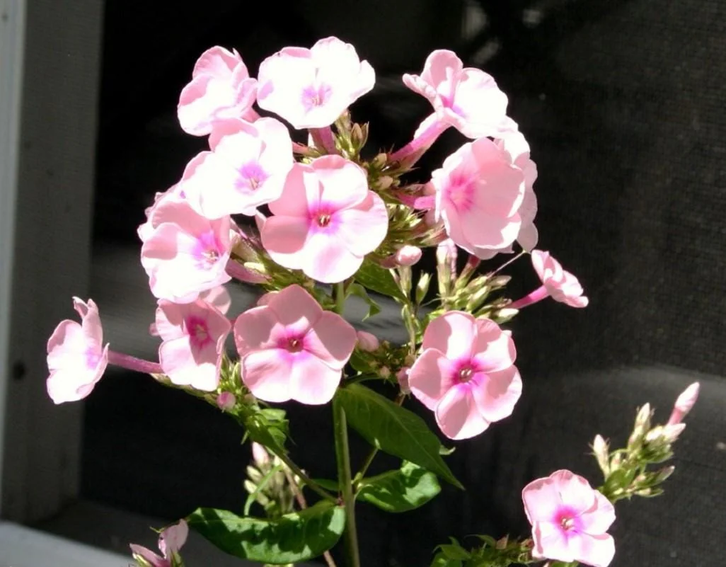 Phlox Magical Pink EyeZ Live Plant – 3-6" Tall Plug – Pink Flowers - Image 2