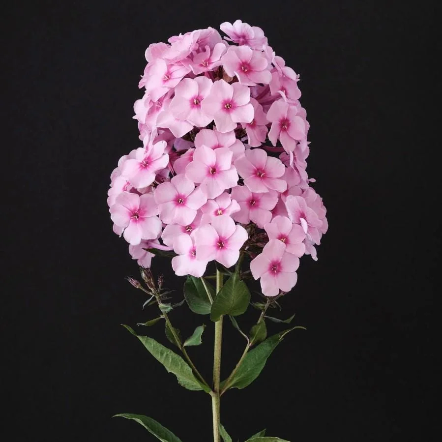 Phlox Magical Pink EyeZ Live Plant – 3-6" Tall Plug – Pink Flowers - Image 3