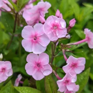 Phlox Magical Pink EyeZ Live Plant – 3-6