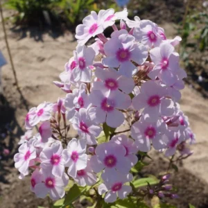 Phlox Magical Pink EyeZ Live Plant – 3-6