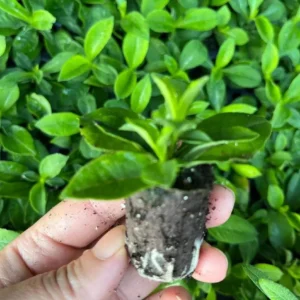 Phlox Magical Pink EyeZ Live Plant – 3-6