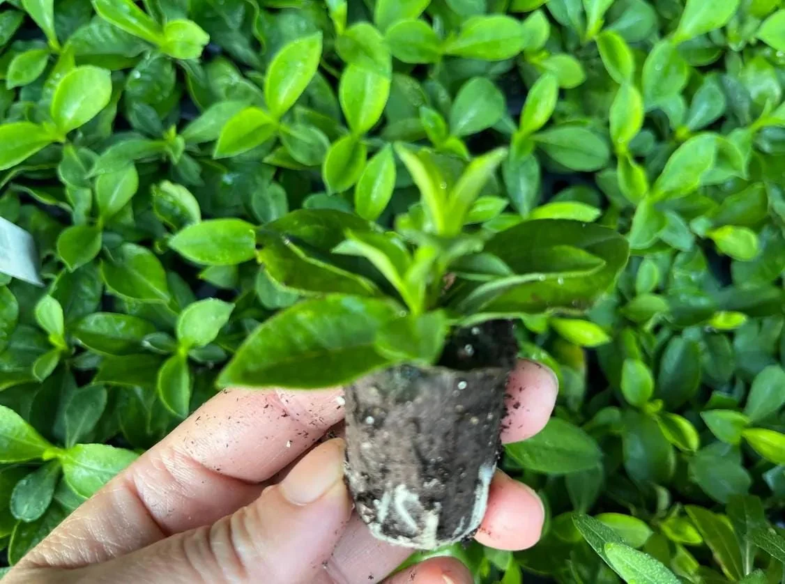 Phlox Magical Pink EyeZ Live Plant – 3-6" Tall Plug – Pink Flowers - Image 5