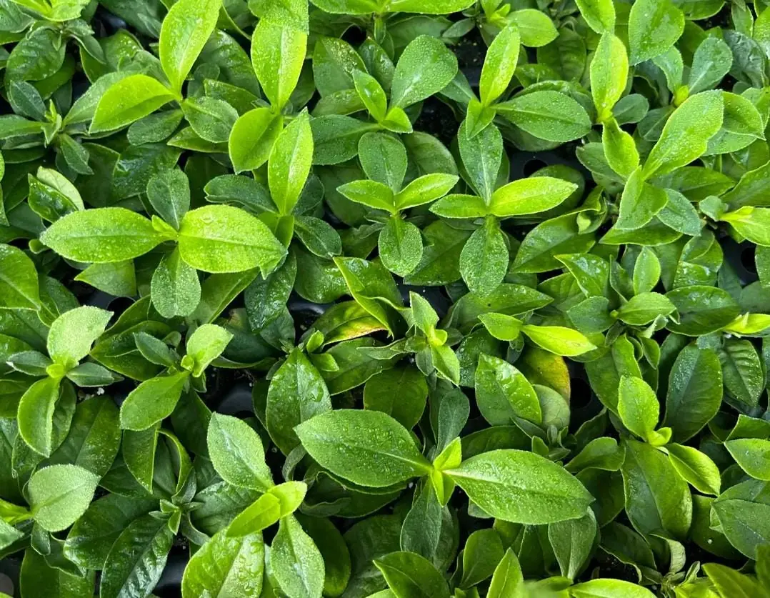 Phlox Magical Pink EyeZ Live Plant – 3-6" Tall Plug – Pink Flowers - Image 6