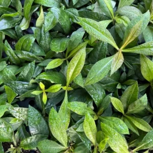 Phlox Magical Pink EyeZ Live Plant – 3-6