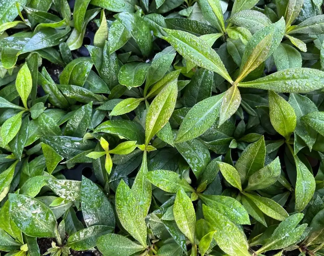 Phlox Magical Pink EyeZ Live Plant – 3-6" Tall Plug – Pink Flowers - Image 7