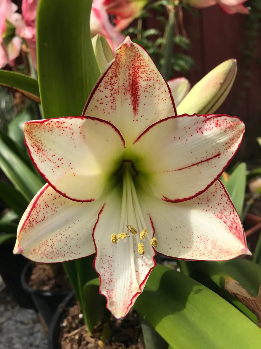 Picasso Amaryllis Bulb - 28-36 cm - Indoor/Outdoor Flowering Bulb - Image 1