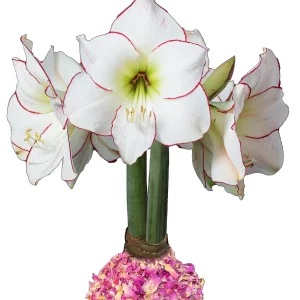 Picasso Amaryllis Bulb 34/38 - Waxed Rose Petal Style - Image 1