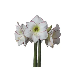 Picasso Burgundy Amaryllis Bulb - Waxed Jumbo 36/+ cm - Holiday Blooms - Image 2