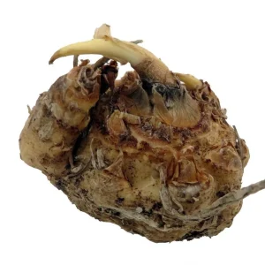 Picasso Calla Lily Bulb - Mint Green & Violet 14/16 cm - 1 Bulb - Image 2