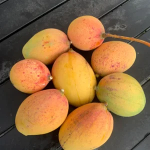 Pickering Mango Tree Live Plant – Grafted Dwarf Tropical Fruit – 2-4 Feet Tall - Image 1