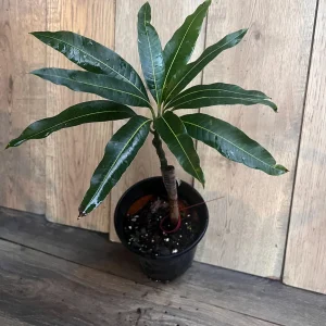 Pickering Mango Tree Live Plant – Grafted Dwarf Variety – 1/2 Gallon Pot - Image 3