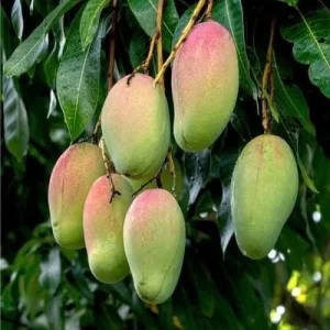 Pickering Mango Tree Live Plant – Grafted Dwarf Variety – 1/2 Gallon Pot - Image 1