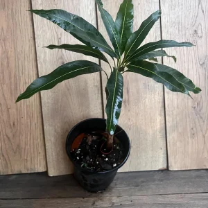 Pickering Mango Tree Live Plant – Grafted Dwarf Variety – 1/2 Gallon Pot - Image 4