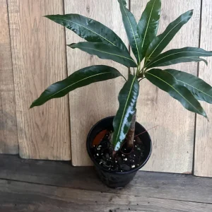 Pickering Mango Tree Live Plant – Grafted Dwarf Variety – 1/2 Gallon Pot - Image 5