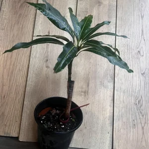 Pickering Mango Tree Live Plant – Grafted Dwarf Variety – 1/2 Gallon Pot - Image 6