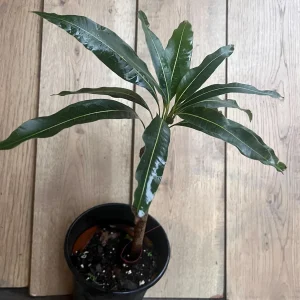 Pickering Mango Tree Live Plant – Grafted Dwarf Variety – 1/2 Gallon Pot - Image 7