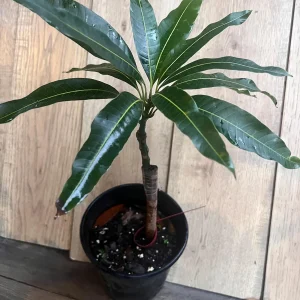 Pickering Mango Tree Live Plant – Grafted Dwarf Variety – 1/2 Gallon Pot - Image 8