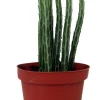 Pickle Plant Candy Stick Live Plant - Senecio stapelioformis - 4" Pot - Image 1