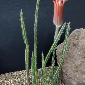 Pickle Plant Candy Stick Live Plant - Senecio stapelioformis - 4