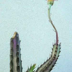 Pickle Plant Candy Stick Live Plant - Senecio stapelioformis - 4