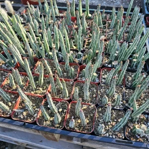 Pickle Plant Live Succulent – Delosperma echinatum – 2in & 4in Pot Sizes – Indoor/Outdoor - Image 2