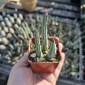 Pickle Plant Live Succulent – Delosperma echinatum – 2in & 4in Pot Sizes – Indoor/Outdoor - Image 1