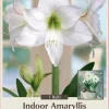Picotee Amaryllis Bulb 30/32cm - Large Holiday Blooms Indoor - Image 1