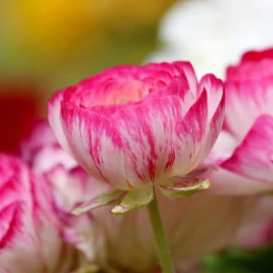 Picotee Pink Ranunculus Corms - Flower Bulbs for Vibrant Blooms - Image 1