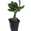 Picotee Pink White Adenium Live Plant - 2.5 inch Pot - Desert Rose Succulent - Image 1