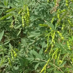 Pigeon Pea Seeds – 10 Count – Full Sun – Easy to Grow Legume - Image 3