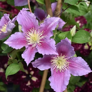 Piilu Clematis Vine Live Plant - Heaviest Blooming Clematis - 2.5 inch Pot - Image 2