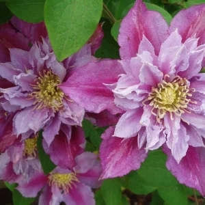 Piilu Clematis Vine Live Plant - Heaviest Blooming Clematis - 2.5 inch Pot - Image 3